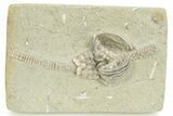 Fossil Crinoid (Actinocrinites) - Crawfordsville, Indiana #263088-2